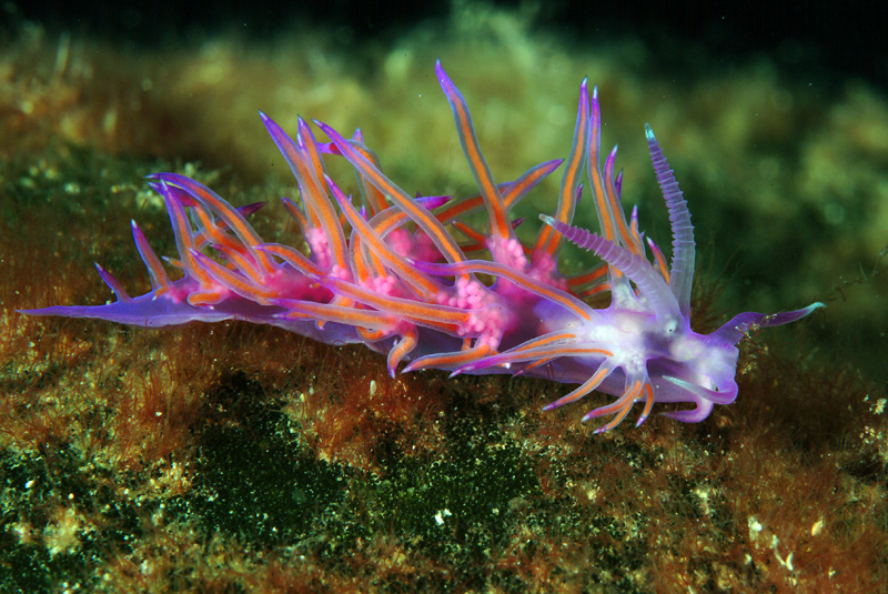 Flabellina affinis ed uova